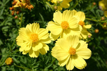 Cosmos Seeds - 90 Yellow Tall Flower Seeds - Sulpher GroCo USA - Easy to Grow Annuals for Garden