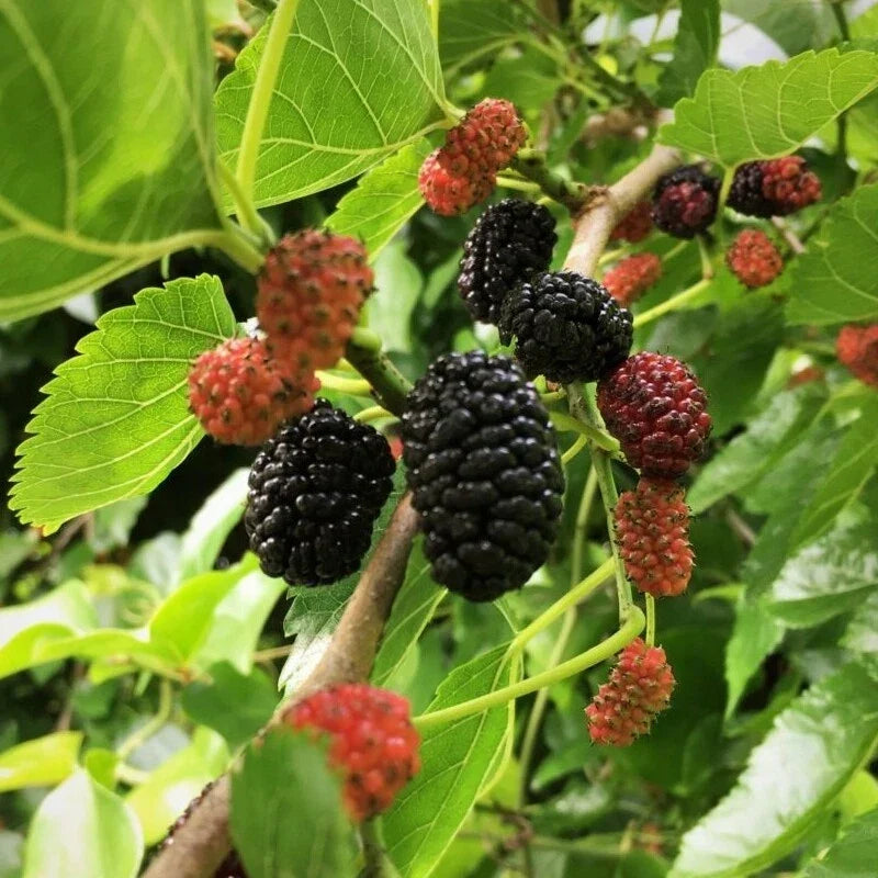 Live Mulberry Tree Plant | 1-Year-Old Well-Rooted Morus nigra for Garden | Fast-Growing Fruit Tree