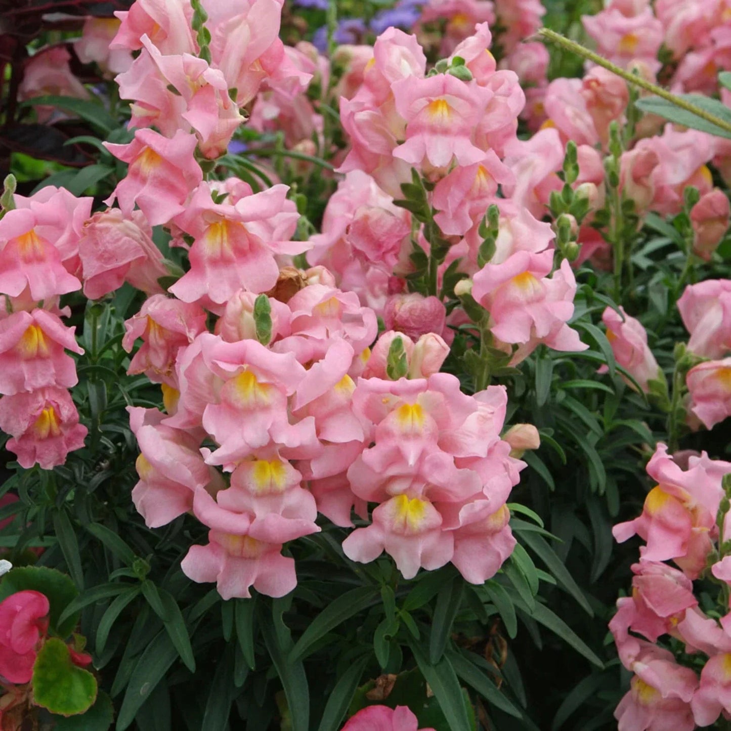 Appleblossom Snapdragon Seeds - Heirloom Non-GMO Antirrhinum majus Flower Seeds for Pollinator Gardens
