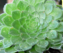 Aeonium Pseudotabuliforme Green Platter Potted Plant - 4" Succulent Indoor Outdoor Decor