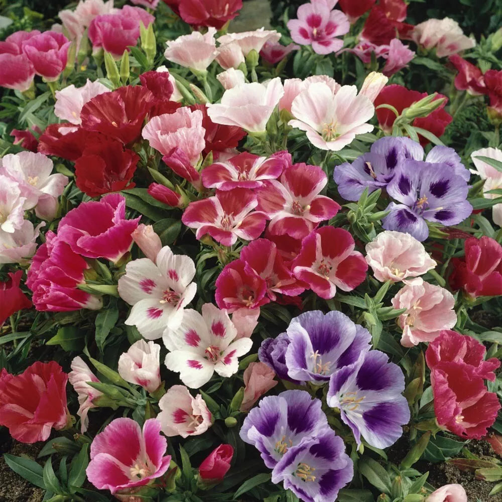 Godetia Clarkia Seeds - 50 Pack, Colorful Annual Wildflower Seeds, Clarkia amoena, Easy to Grow, Pollinator Attracting, Garden Flowers