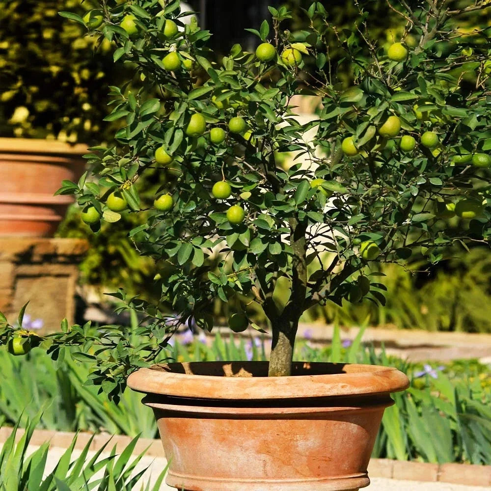 Mexican Key Lime Tree Sapling - Live Citrus Plant - Citrus aurantiifolia - 3-4 Inches, Fragrant Blossoms, Drought-Tolerant