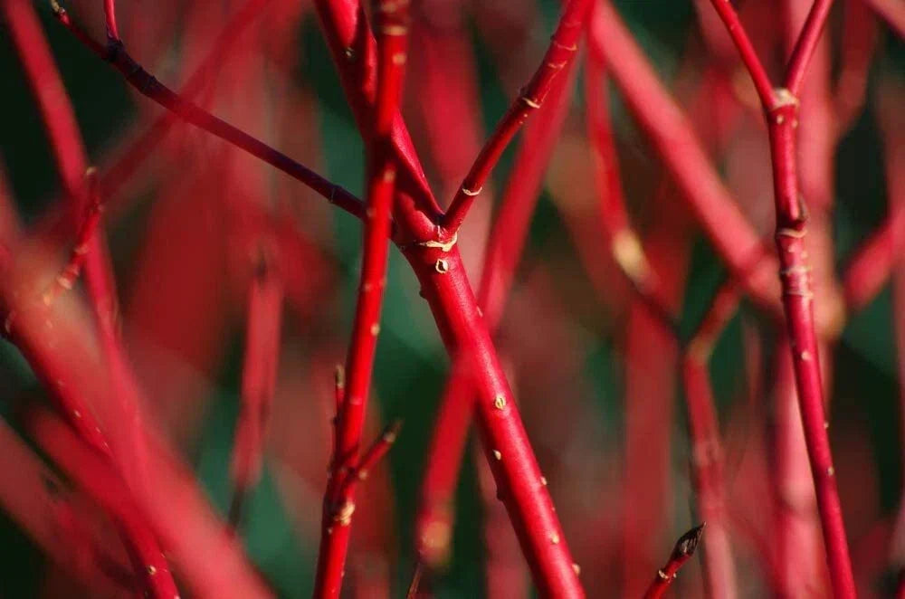 Red Dogwood Bush Cuttings - 2 Pack | Cornus sericea Cuttings for Garden