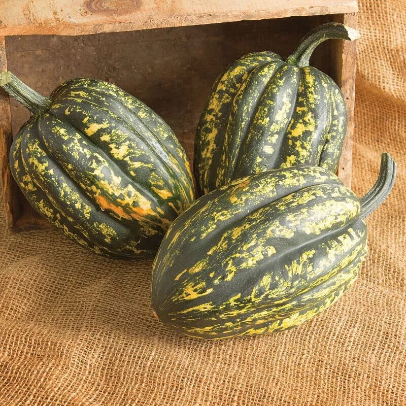 Starry Night Acorn Squash Seeds | Fall Decor Variety | Cucurbita pepo Heirloom Seeds for Planting