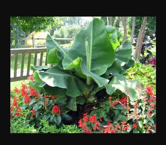 Little Prince Musa Banana Plant - Small Rooted Starter - Tropical Indoor Houseplant - Musa acuminata