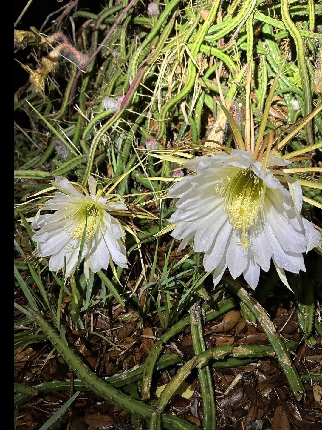 Queen of the Night Cactus Plant - Rooted Selenicereus grandiflorus - Easy Care Blooming Night Flowering Cactus for Indoor & Outdoor Gardens