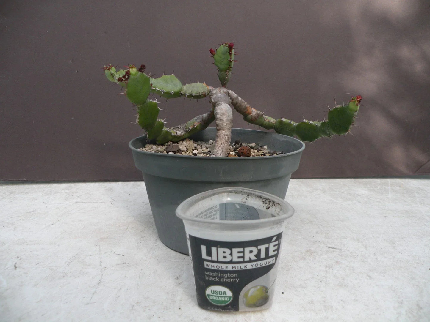 Euphorbia opuntioides Succulent Plant in Decorative Pot – 12-Year-Old Cutting, Unique Green Stem, Drought Tolerant, Indoor & Outdoor Decor