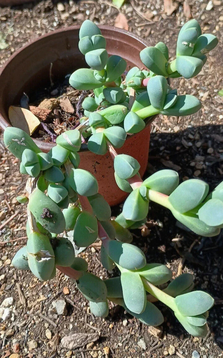 Ice Plant Succulent Live Rooted Plant 4-6+ Inches Corpuscularia Lehmannii Green Foliage