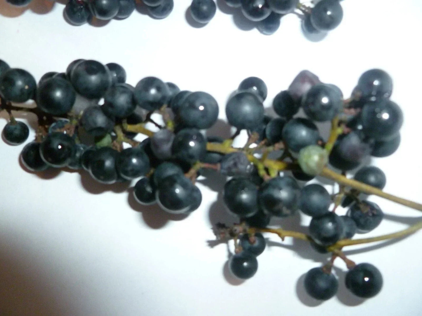 Organic Wild Grape Seeds - Vitis aestivalis - 25 Heirloom Non-GMO Seeds