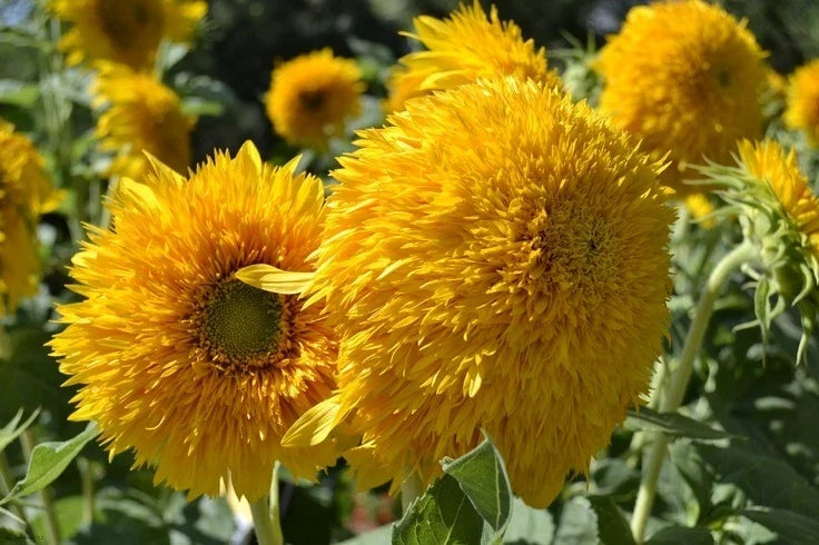 Teddy Bear Sunflower Seeds - Pack of 50 - Helianthus annuus - Bright Yellow, Double Petal, Bushy, Easy to Grow