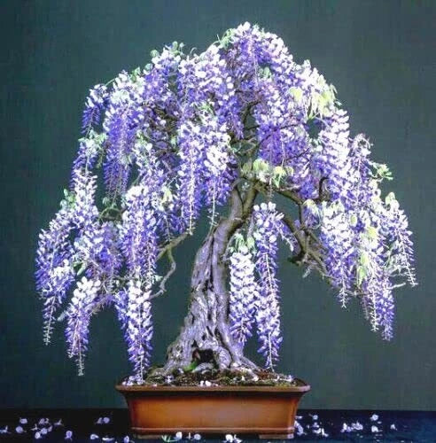 Purple Wisteria Bonsai Tree Seeds - 10 Pack | Wisteria floribunda