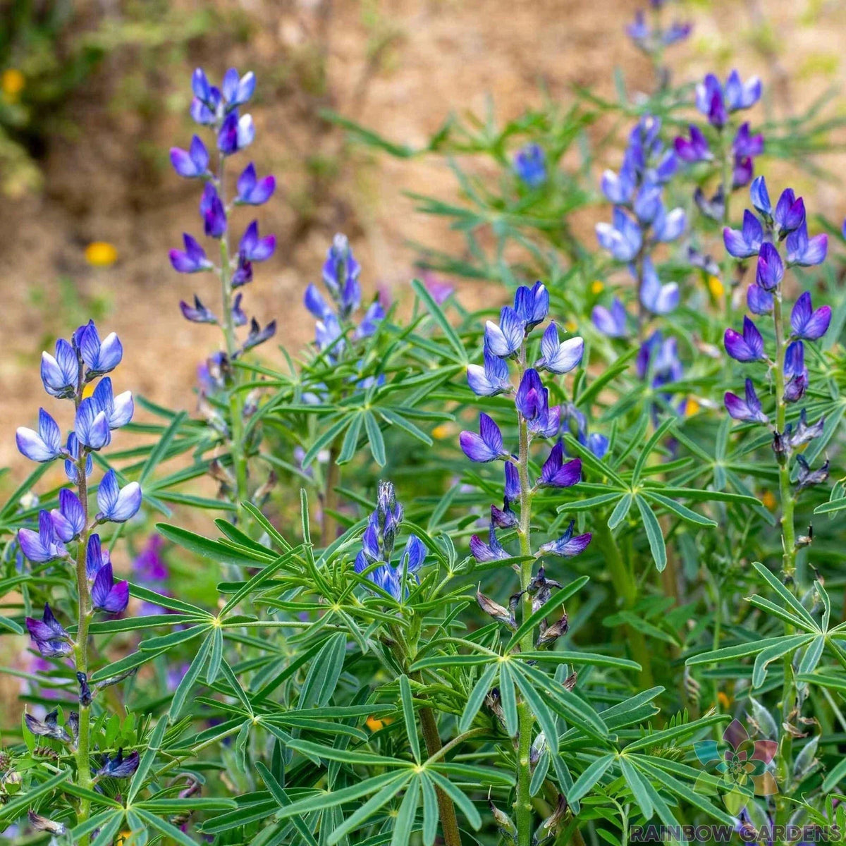 Blue Annual Lupine Seeds - 25+ Pack - Lupinus polyphyllus - USA