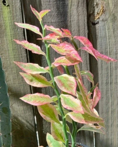 Devil's Backbone Plant Cuttings - 2 Fresh Euphorbia Tithymaloides Succulent Propagation with Bonus