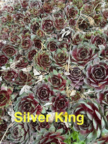 10 Live Hardy Sempervivum Silver King Succulents, Hens and Chicks, Zones 4-8, 1/2" and Up, Perennial Outdoor Plants