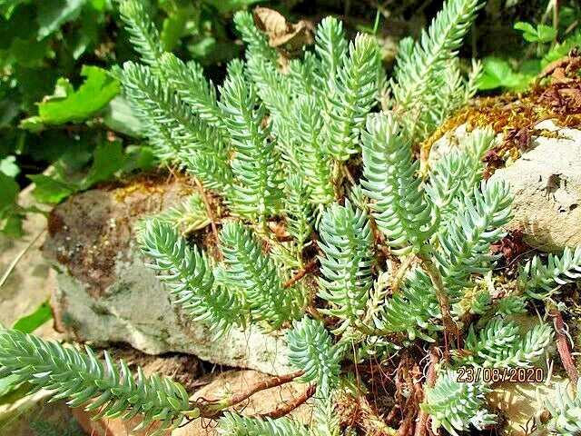 Sedum Seeds 200 Count - Silver Spruce Hardy Sedum rupestre with Yellow Summer Flowers