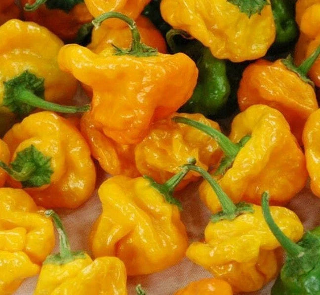 Yellow Scotch Bonnet Hot Pepper Seeds – 30+ Capsicum chinense, Spicy Caribbean Culinary Seeds, Bright Yellow, Compact Plant
