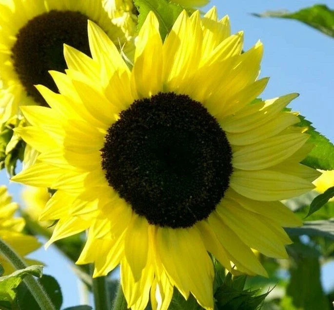 Sunflower Seeds Lemon Queen Annual Helianthus annuus for Garden, Attracts Bees & Birds, 20+ Seeds