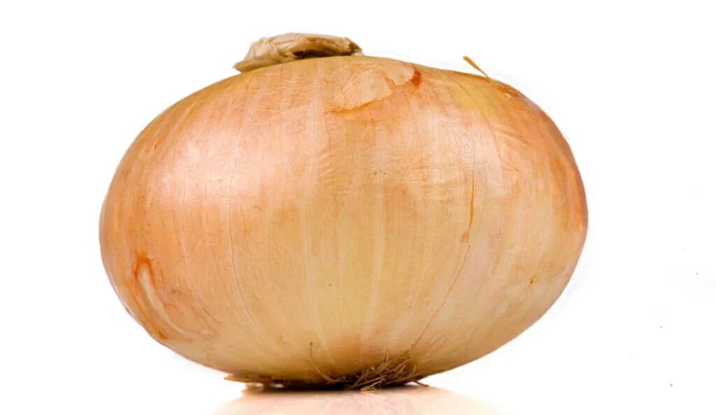 Vidalia Onion Seeds 500+ Count - Non-GMO, USA Grown Allium cepa for Garden Planting