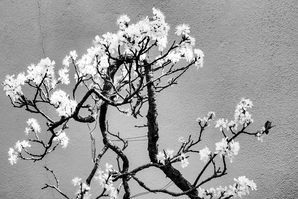 Cherry Tree Bonsai Seeds - 20 Seeds for Indoor and Outdoor Planting - Prunus serrulata