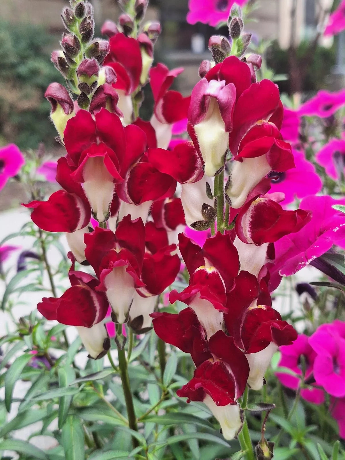 Snapdragon Seeds 200 Count - Deep Red with White Throat - Antirrhinum majus