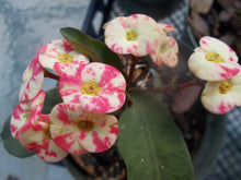 Rooted Cutting - Thai Hybrid Crown of Thorns Pink Mix - Euphorbia milii