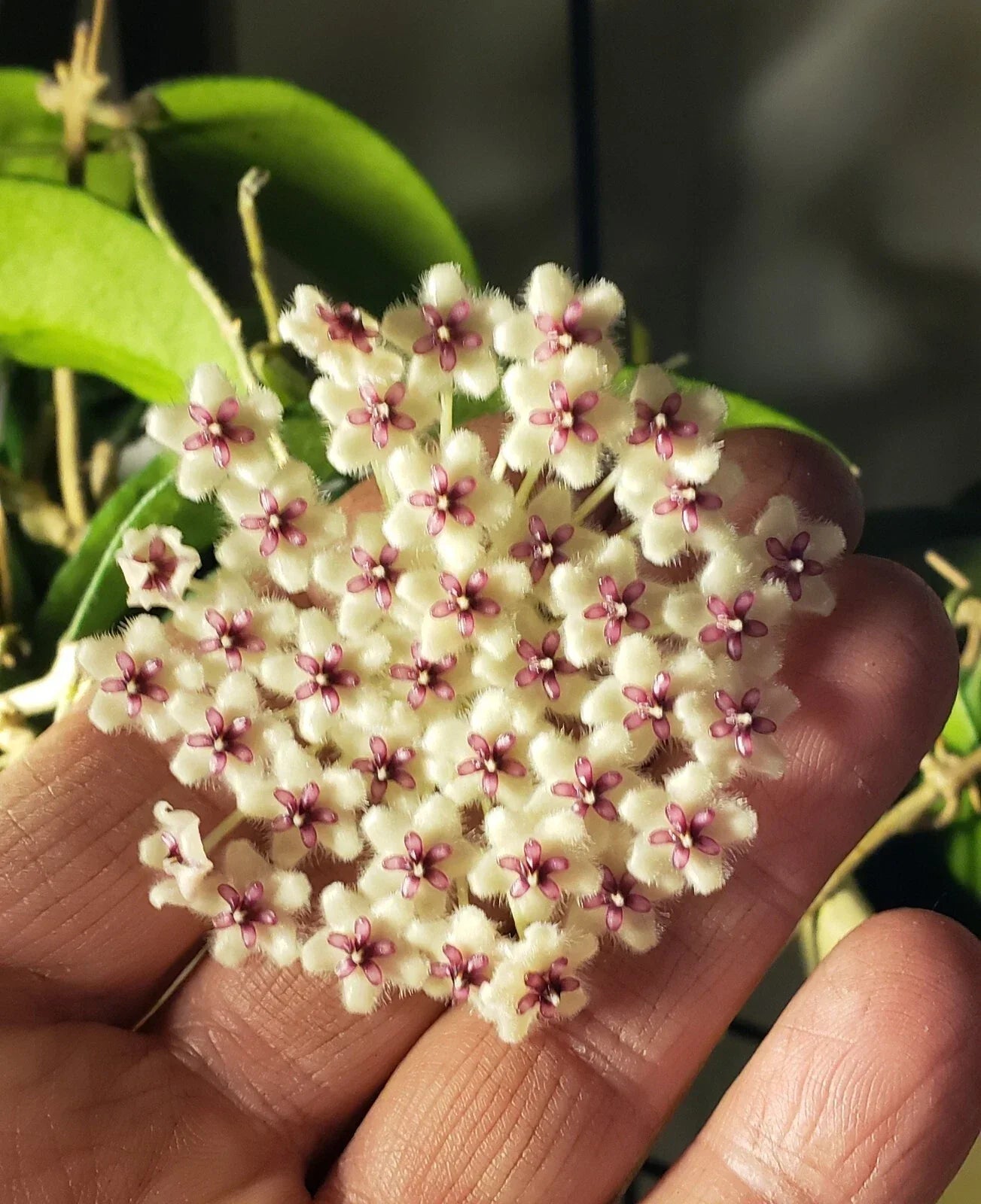Hoya phuwuaensis Plant - 3 1/4" Pot - Rare Wax Vine with Fragrant White and Pink Flowers - Indoor Tropical Houseplant