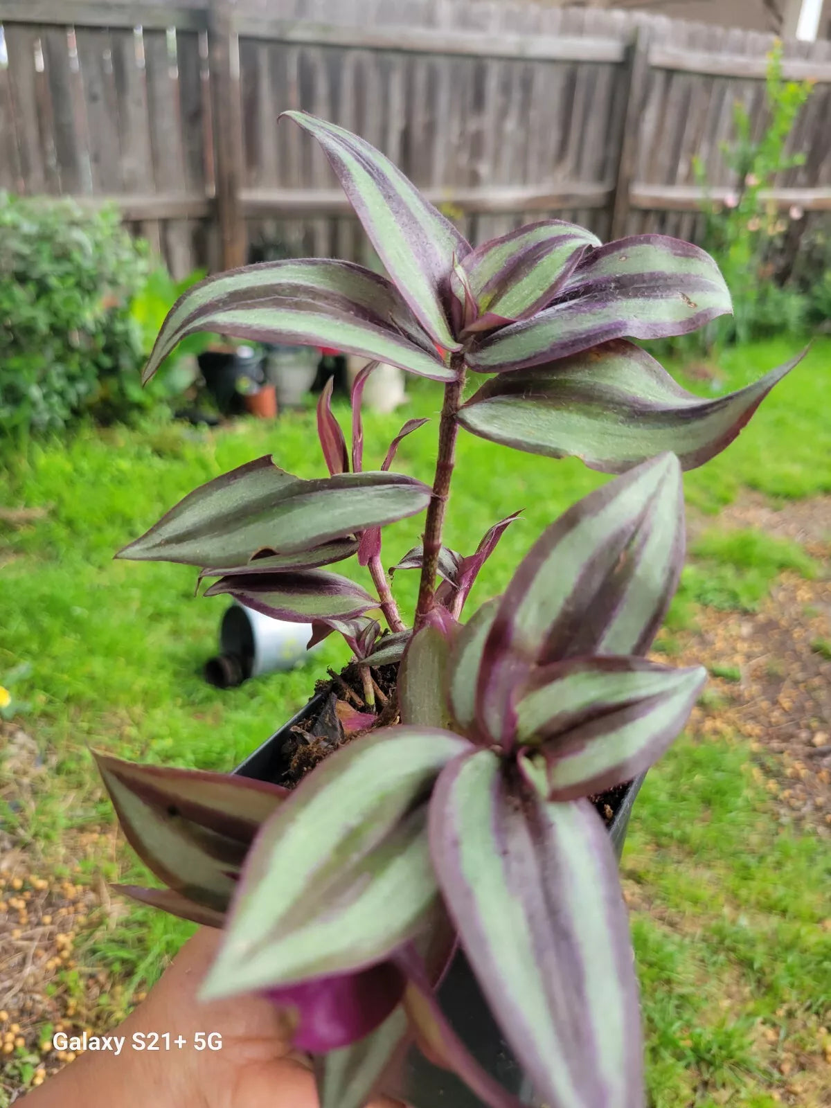 Wandering Jew Plant 3" Pot | Tradescantia Zebrina Live Houseplant | Trailing Indoor or Outdoor Green and Purple Foliage