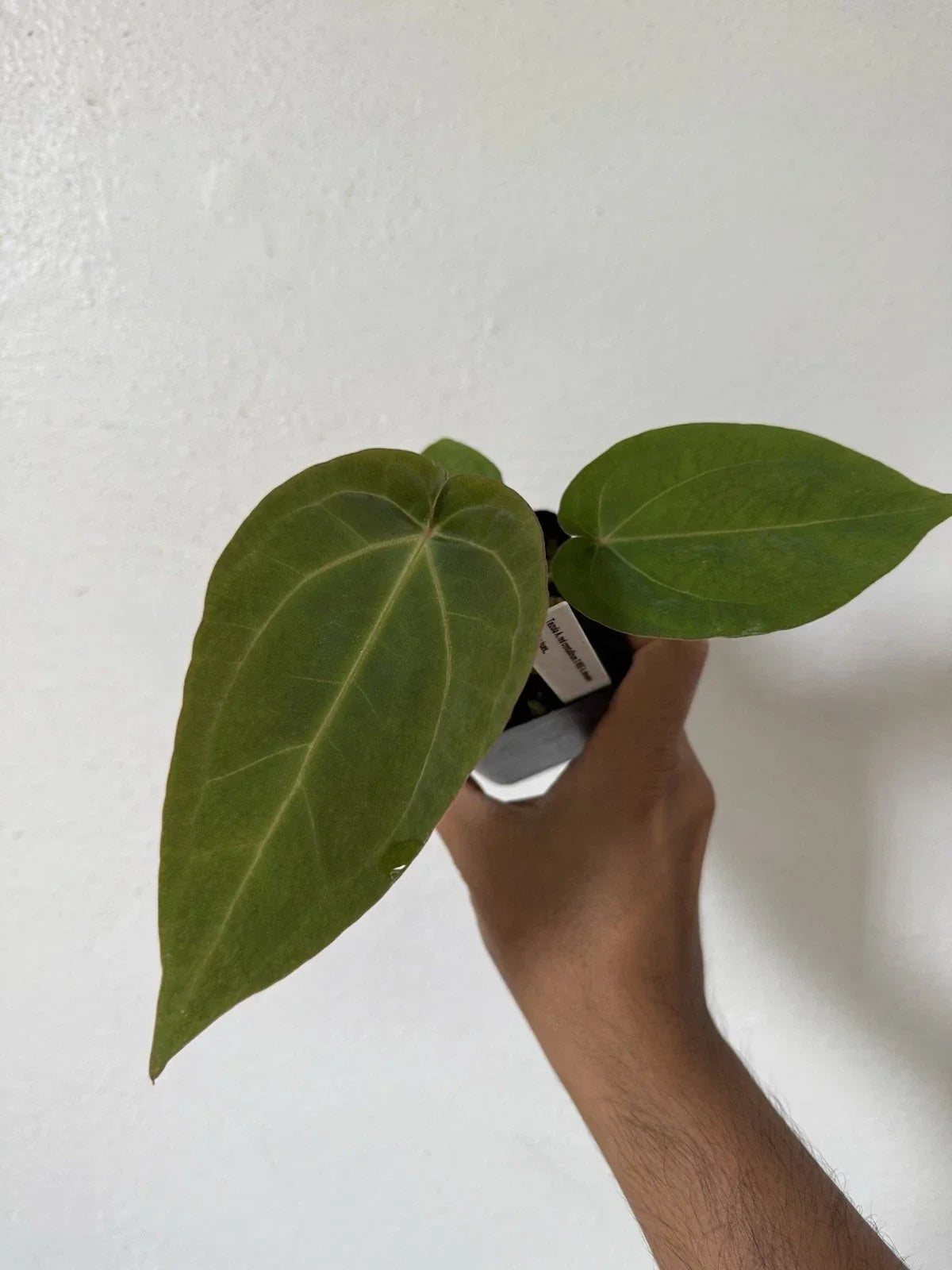Anthurium Tezula Red Crystallinum X NSE Dressleri Velvet Leaf Potted Plant - Exotic Indoor Houseplant, Unique Hybrid, Vibrant Foliage