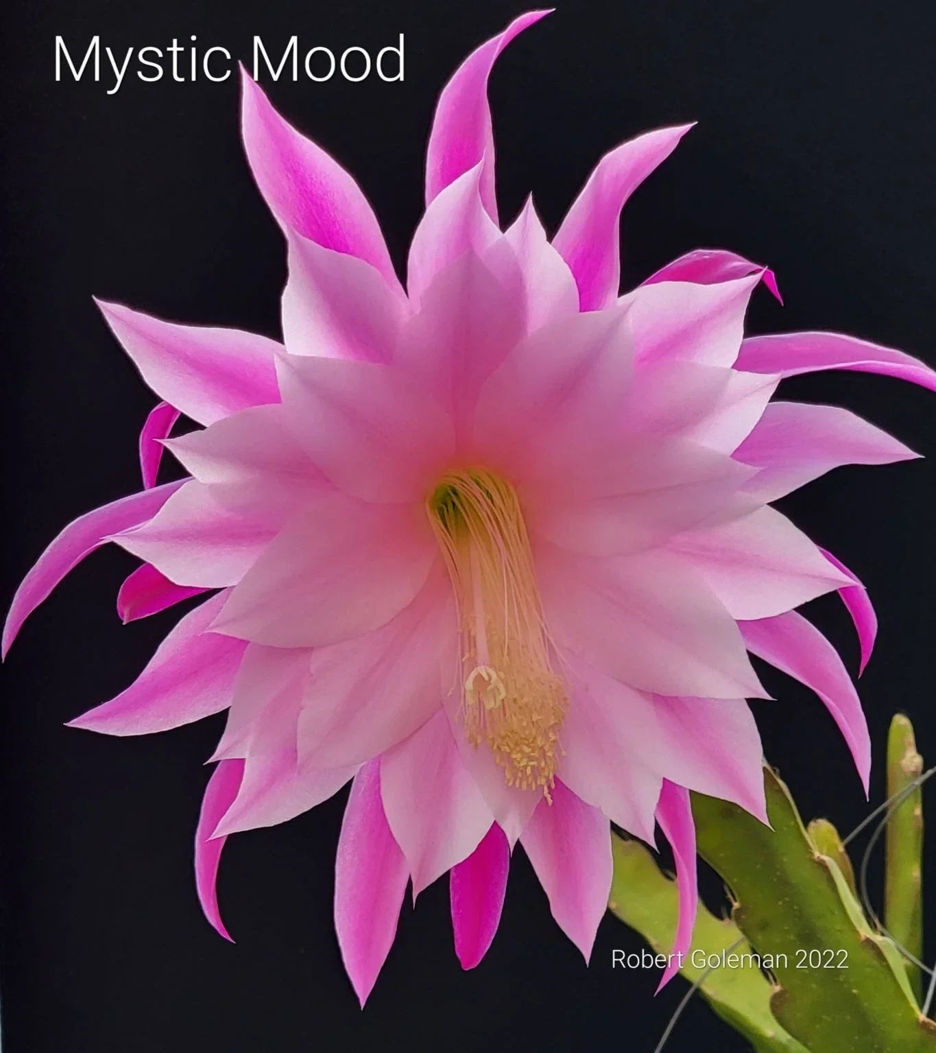 Epiphyllum 'Mystic Mood' Unrooted Cutting - Rare Orchid Cactus for Indoor & Outdoor Gardens
