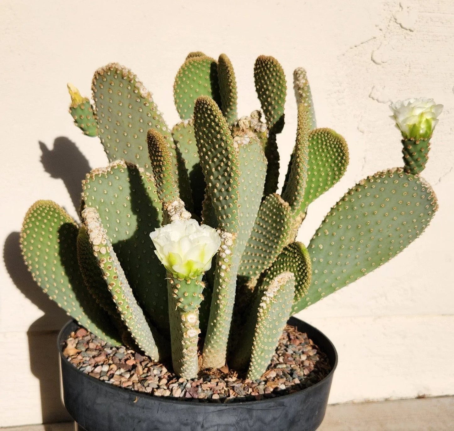 Prickly Pear Cactus Pad Cutting – Opuntia Basilaris White Flower Live Plant for Garden & Indoor