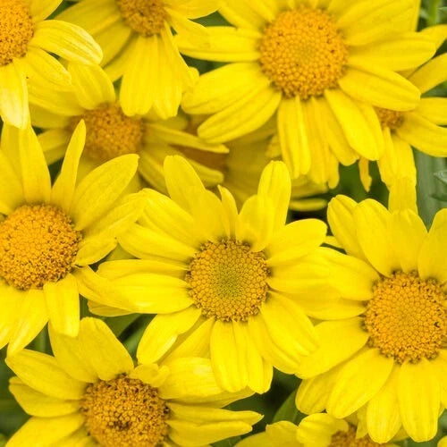 Marguerite Daisy Seeds - 200+ Bright Yellow - Argyranthemum frutescens - Garden Flower Seeds USA