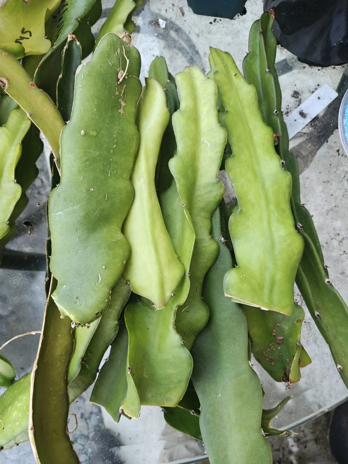 Dragon Fruit Cuttings 4-6" Red Flesh Hyocereus Polyrhizus, Grafting Ready, 3 Pack, Cactus, Tropical Fruit Plant