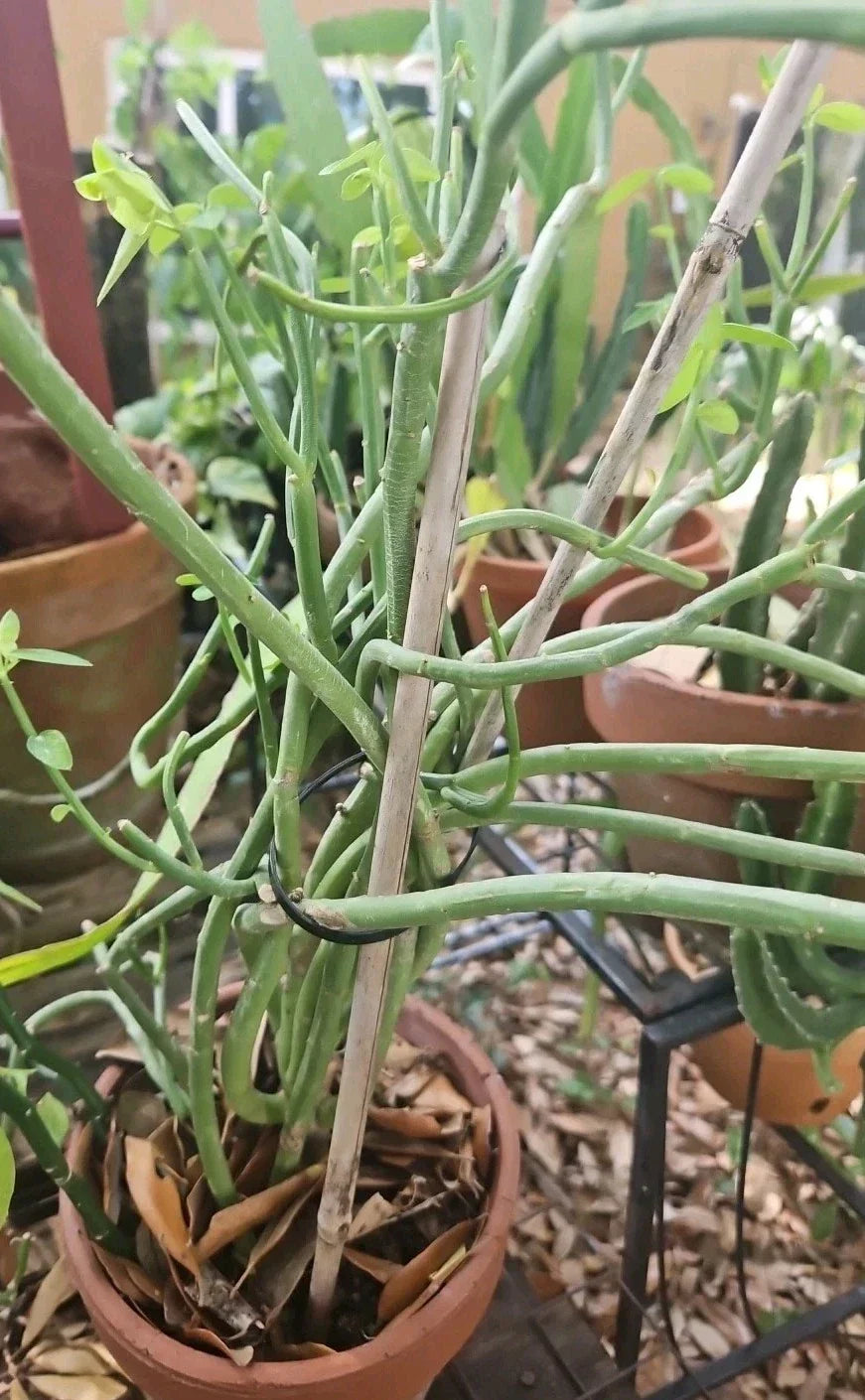Euphorbia Cuttings - 3 Easy to Root 5-Inch Euphorbia lupulina from Brazil