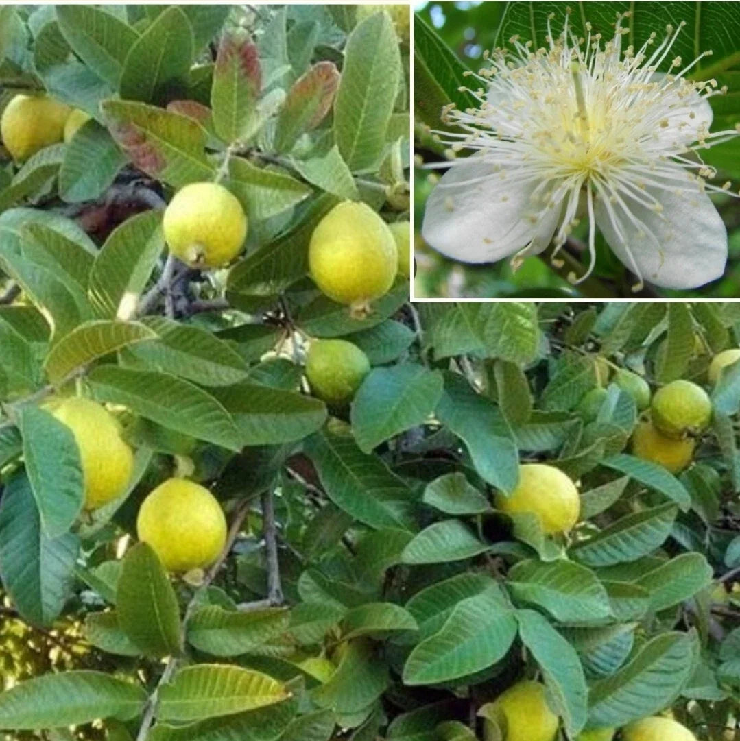 Yellow Guava Seeds - Organic Psidium guajava for Home Garden, Fruit Trees, Tropical, Non-GMO, 30+ Seeds