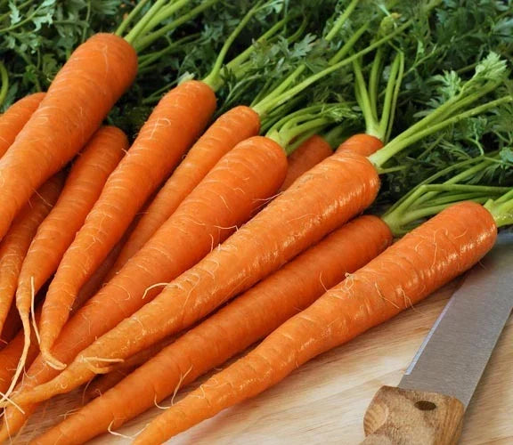 Tendersweet Carrot Seeds - 200 Count Packet - Coreless Daucus carota for Juicing & Canning