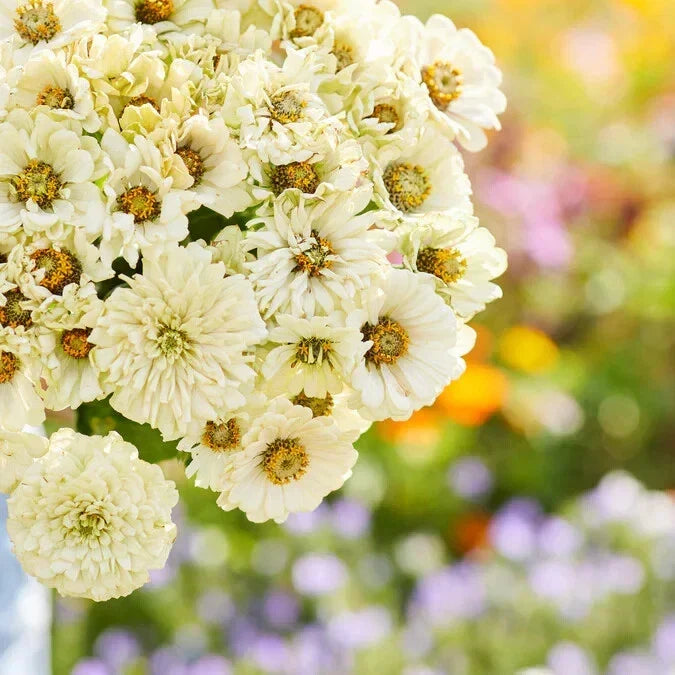 Cactus Snowman Zinnia Seeds - 100+ Pack - Zinnia elegans - USA