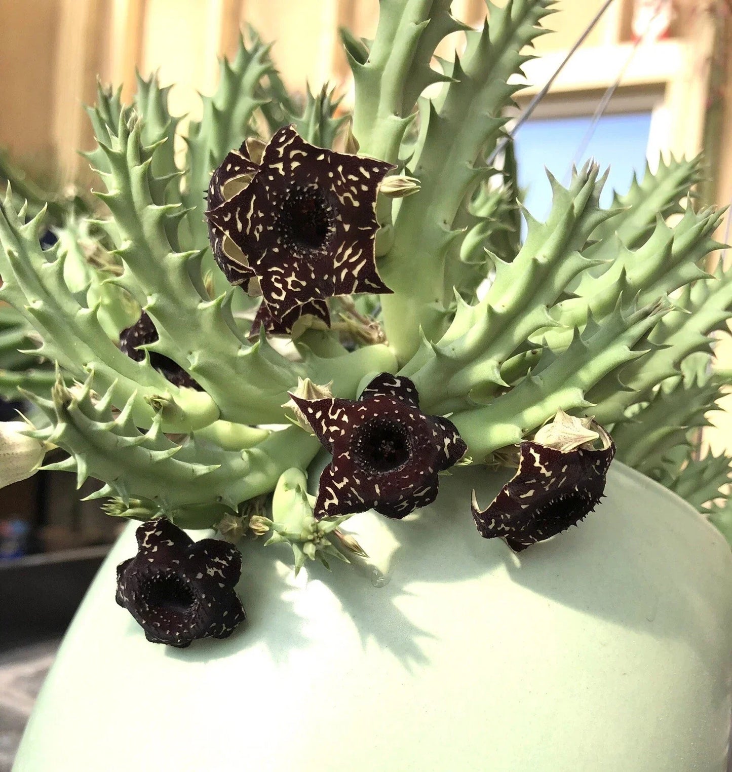 3 Huernia Stapelia Orbea Succulents Offsets - Desert Cactus Collection - Low Maintenance, Drought Tolerant, Indoor & Outdoor Plants
