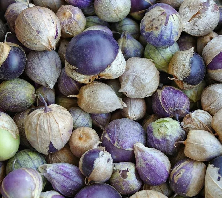 Purple Tomatillo Seeds - 50+ Pack for Salsa, Culinary Use, Physalis ixocarpa, Garden Vegetable, Full Sun, Easy to Grow