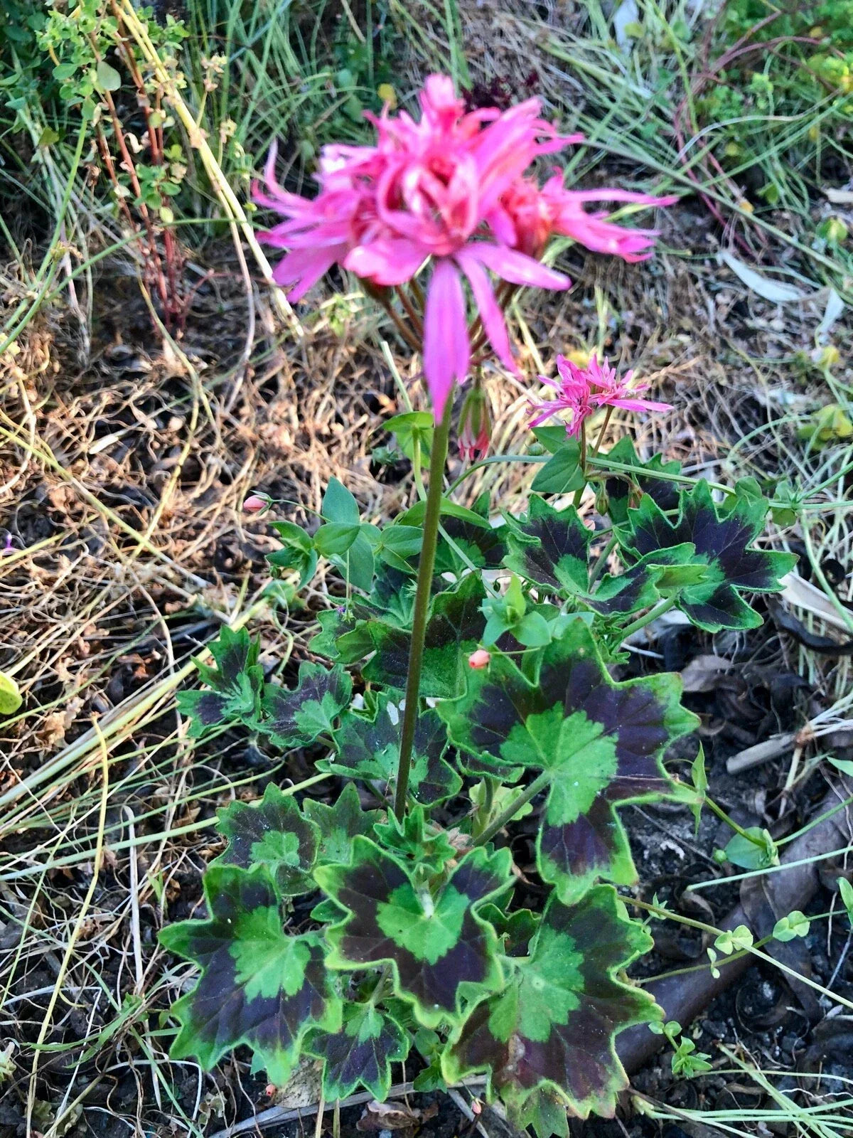 Spiky Pink Bloom Cluster Pelargonium Geranium 6" Live Plant Cutting, Indoor Exotic Houseplant, Unique Garden Decor