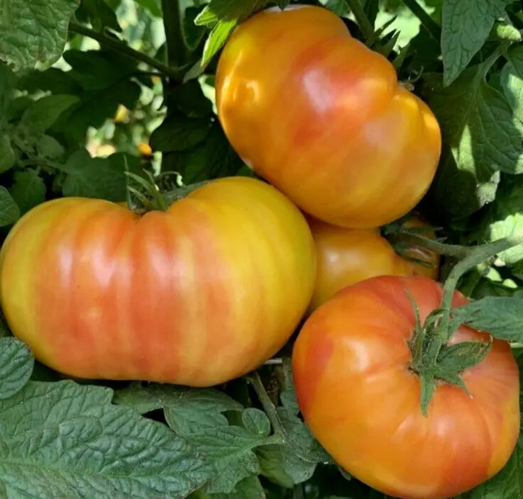 Hillbilly Tomato Seeds - 50+ Beefsteak Indeterminate Vegetable, Solanum lycopersicum, Heirloom, Yellow-Orange Color