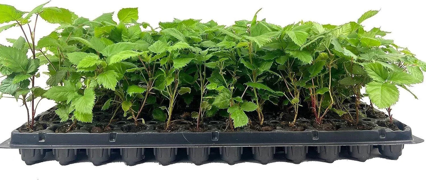 Thornless Apache Blackberry Plant Starter - 10 Bare Root Rubus Fruit Plants