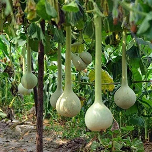 Dipper Gourd Seeds - 10 Pack | Unique Shaped Lagenaria siceraria Gourds