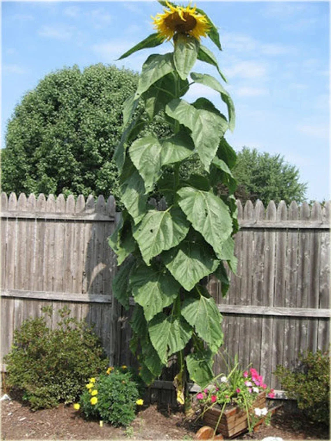Sunflower Seeds - 25+ Striped Giant Variety - Heirloom Non-GMO Helianthus annuus for Tall, Vibrant Garden Blooms