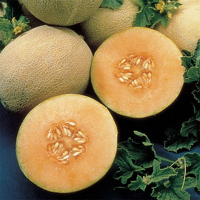 Cantaloupe Seeds - Atlantis Variety - Fresh Cucumis melo Seeds for Home Garden & Container Planting