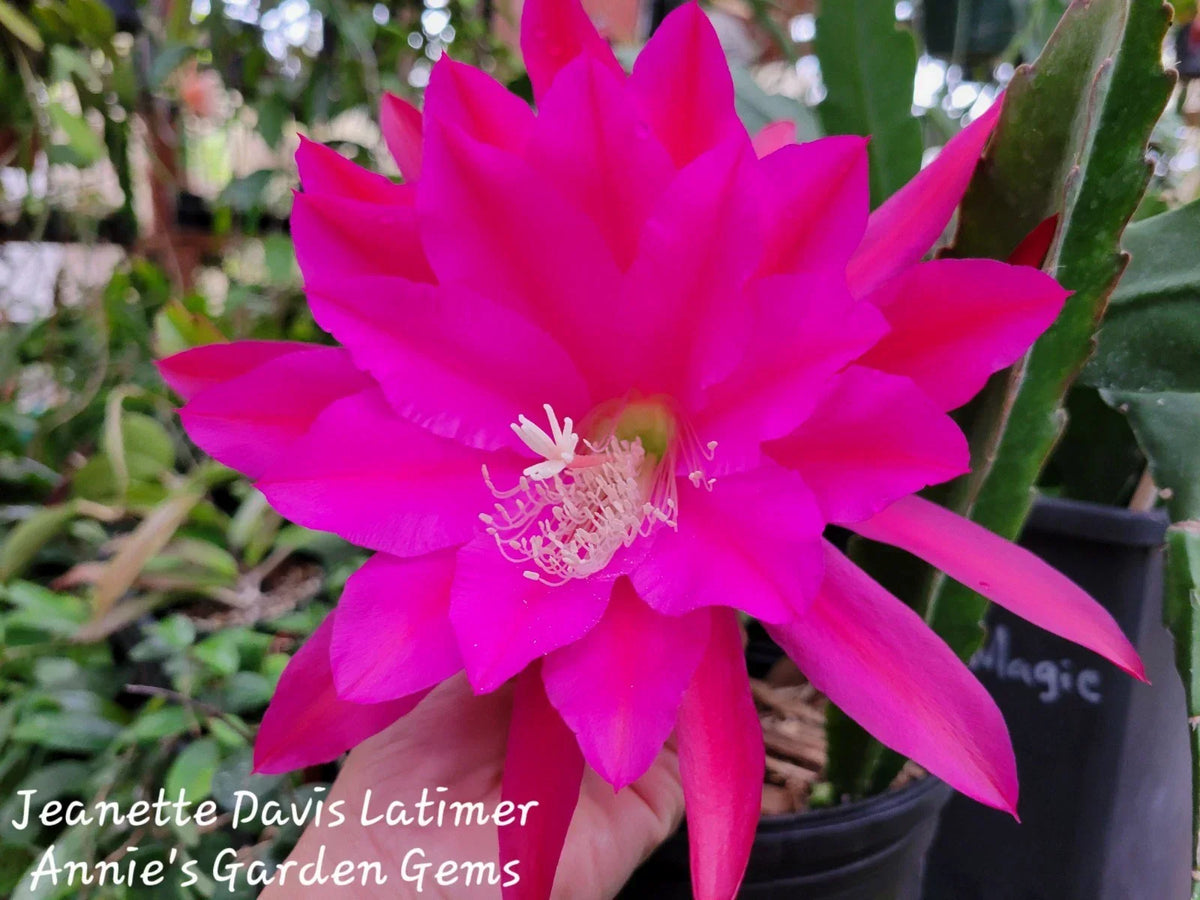 Epiphyllum Cuttings 8-10" Jeanette Davis Latimer Unrooted Epiphyllum oxypetalum, Cactus, Indoor Garden, Climbing, Trailing