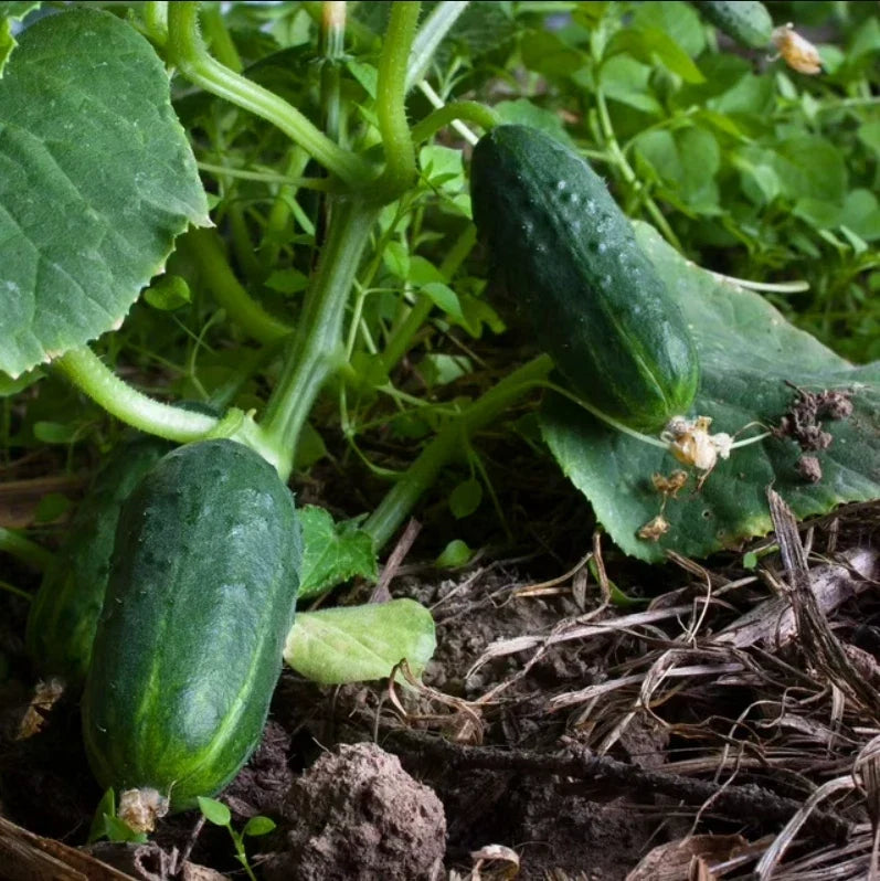 Cucumber Seeds Pack of 100 Non-GMO SPACEMASTER 80 Container Gardening, Fast Growing, Cucumis sativus