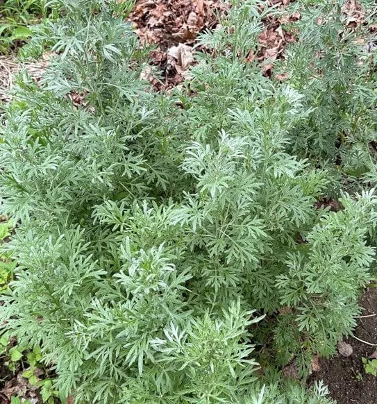Absinthe Wormwood Seeds - 1000+ Perennial Artemisia absinthium for Garden, Herbal, Pollinator Attractant