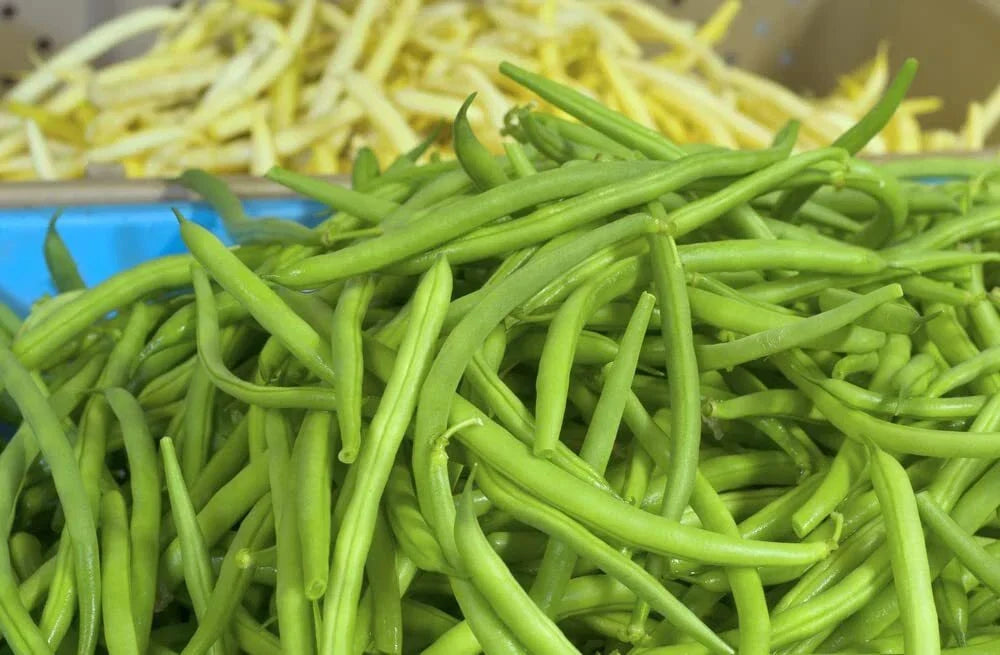 Jade Green Bean Seeds - 50 Hairless Phaseolus vulgaris Seeds for Planting