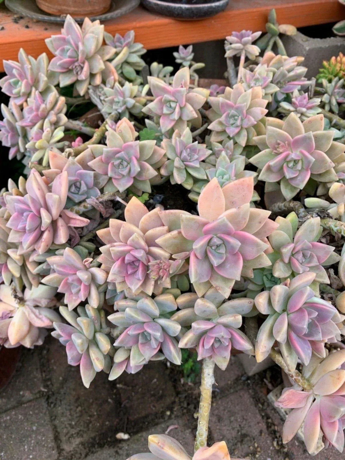 Graptopetalum Paraguayense Ghost Plant Succulent Cuttings - 3 Live Cuttings for Propagation