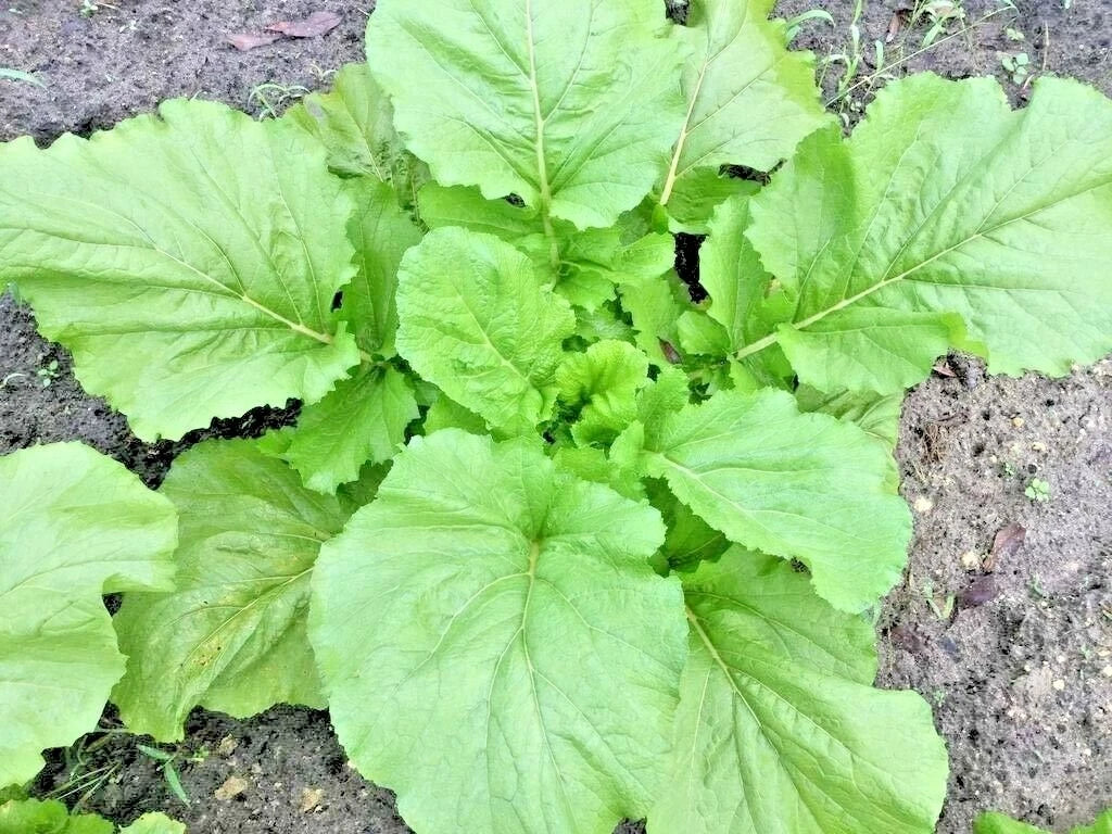 Florida Broadleaf Mustard Greens Seeds - 600+ Organic Seeds for Spring & Fall Garden